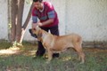 Matriz - Fila Brasileiro Dourado - Canil Singular - Dague